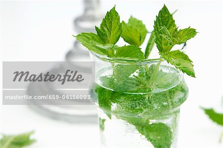 Fresh peppermint in a glass of water Fresh peppermint in a glass of water