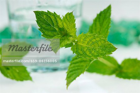 Fresh peppermint leaves in front of a glass of water