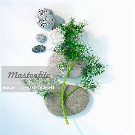 Fresh dill on pebbles Fresh dill on pebbles