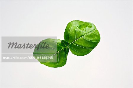 Basil leaves