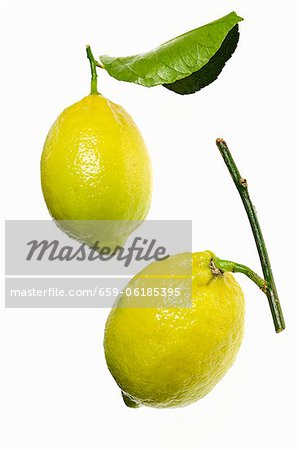 Two lemons with twig and leaf Two lemons with twig and leaf