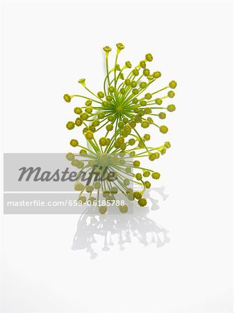 Dill flowers