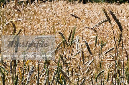 Winter rye