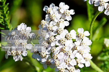 Flowering yarrow (Achillea Millefolium) Flowering yarrow (Achillea Millefolium)