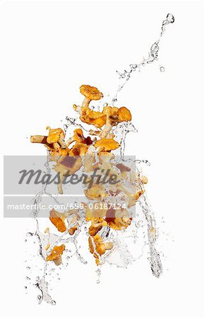 Chanterellles with a water splash
