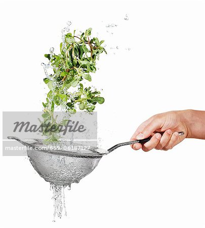 Washing purslane in a colander