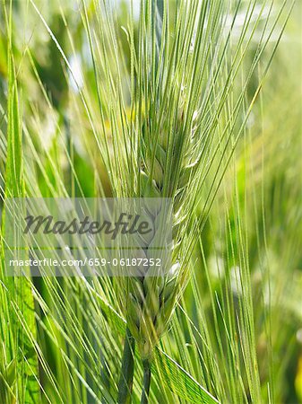 Ears of wheat