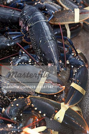 Fresh Irish lobster Fresh Irish lobster