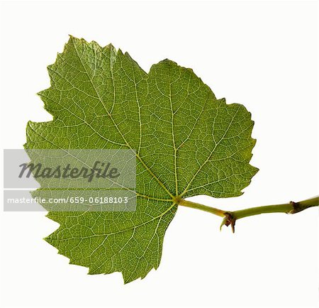 Real grape leaf