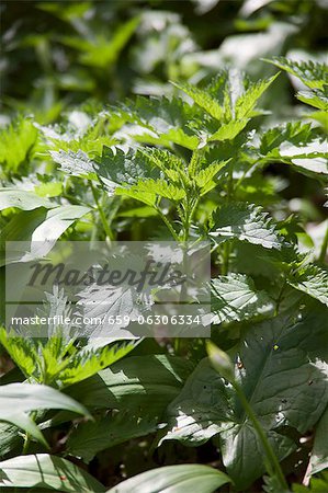 Stinging nettles, blackberry leaves and ramsons in a wood