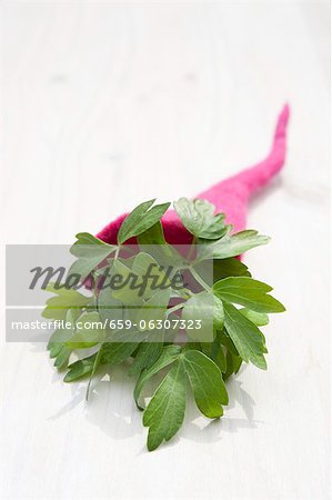 Lovage (Levisticum Officinale) in a felt cornucopia