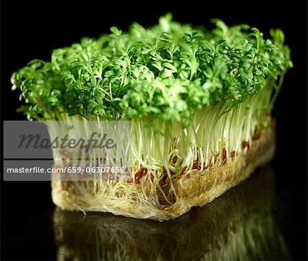 Fresh garden cress