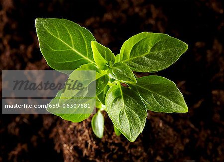 A basil plant growing out of a pile of soil