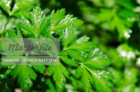 Fresh parsley sprayed with water Fresh parsley sprayed with water