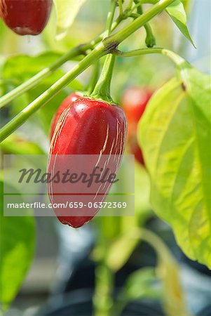 Red Chili Pepper on the Plant