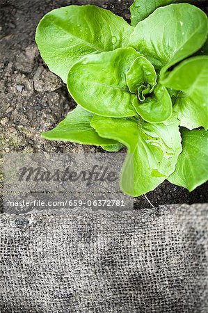 A lettuce in a flower bed (seen from above)