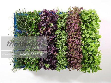 Fresh cress in a plastic bowl