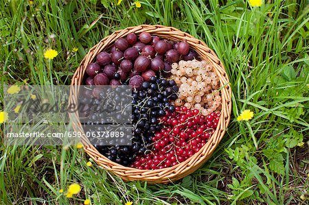 Reducrrants and gooseberries in a basket in a field Reducrrants and gooseberries in a basket in a field