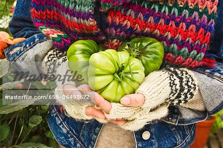 Hands holding three green tomatoes (type: costoluto florentino)