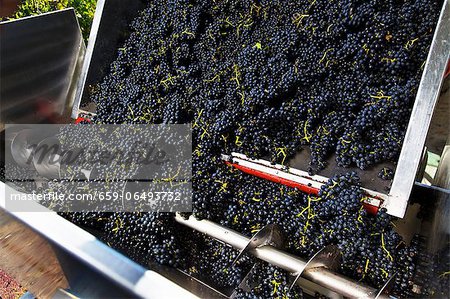 Red wine grapes falling from a trailer into a screw-conveyor Red wine grapes falling from a trailer into a screw-conveyor