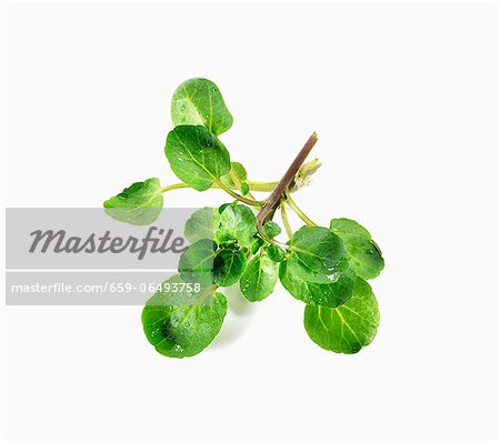 Fresh Bunch of Upland Cress on White Background