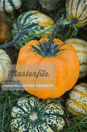 Assorted ornamental gourds