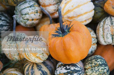 Assorted ornamental gourds