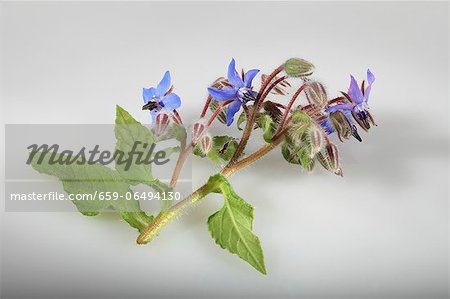 Borage with blue flowers (Borago officinalis)