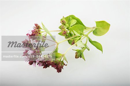 Oregano with flowers Oregano with flowers