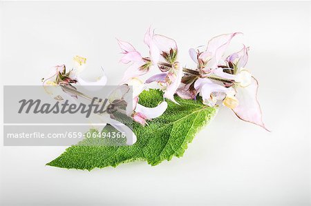 Clary sage (Salvia sclarea) Clary sage (Salvia sclarea)