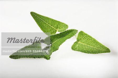 Macchu Picchu sage (Salvia sagittata) Macchu Picchu sage (Salvia sagittata)