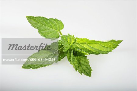 Moroccan mint (Mentha spicata)