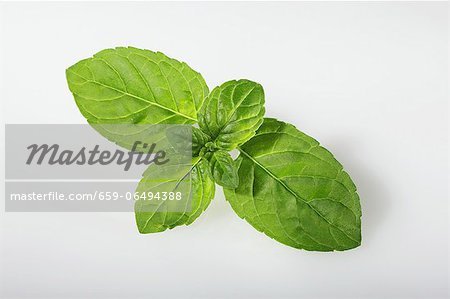 Mentuccia mint (Mentha species Mentuccia) Mentuccia mint (Mentha species Mentuccia)