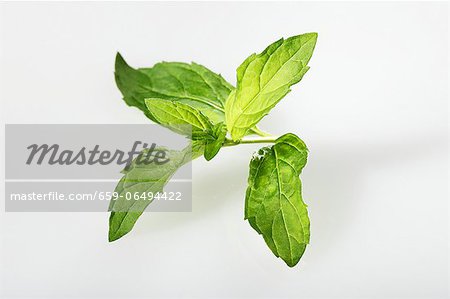 Japanese mint