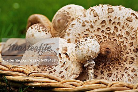 A basket of fresh parasol mushrooms