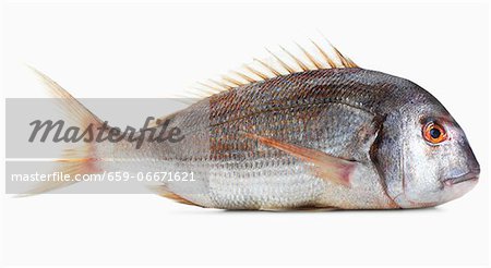 A pink gilt-head bream against a white background