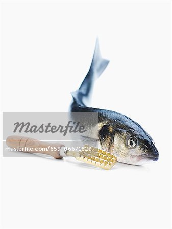 A bass with a fish scaler