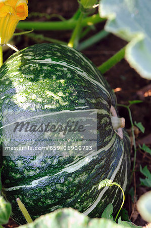 A squash in a field (close-up)