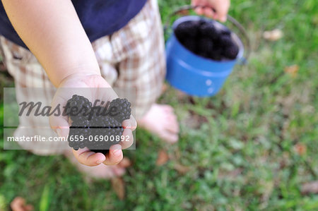 A child holding a handful of blackberries