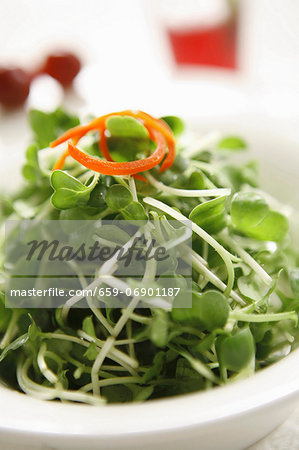 Salad vegetable shoots