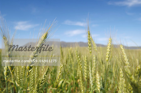 A wheat field against a blue sky A wheat field against a blue sky