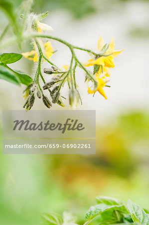 Tomato flowers