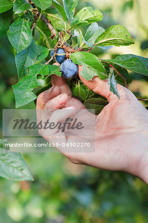 Hand holding a plum on a branch