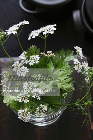Coriander leaves with flowers in a glass
