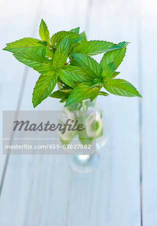 Fresh Mint Sprigs in a Glass of Water