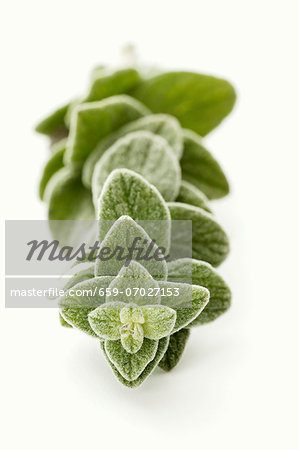 A sprig of fresh oregano A sprig of fresh oregano