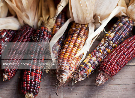 Indian Corn