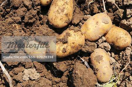 Freshly harvested potatoes on the soil