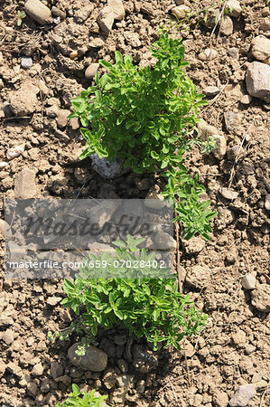 Oregano growing in the field