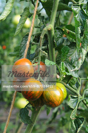 Red Tomatoes on the Vine Red Tomatoes on the Vine